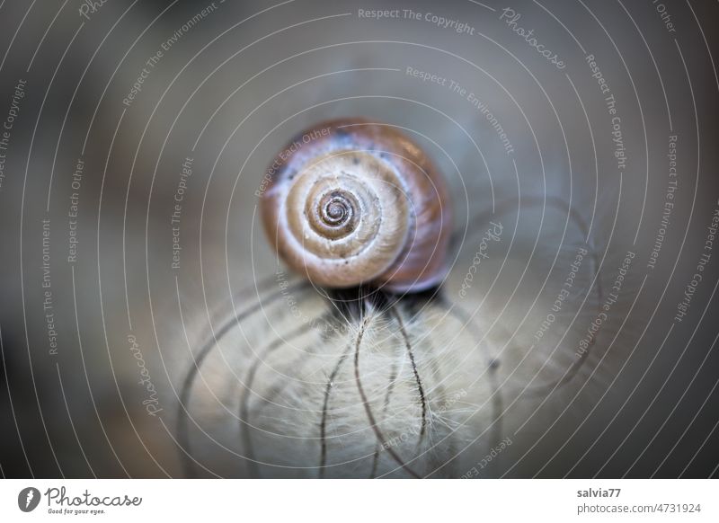 Peace and security Crumpet Snail shell Macro (Extreme close-up) Nature Animal Small Protection tranquillity Safety (feeling of) Soft Delicate Spiral
