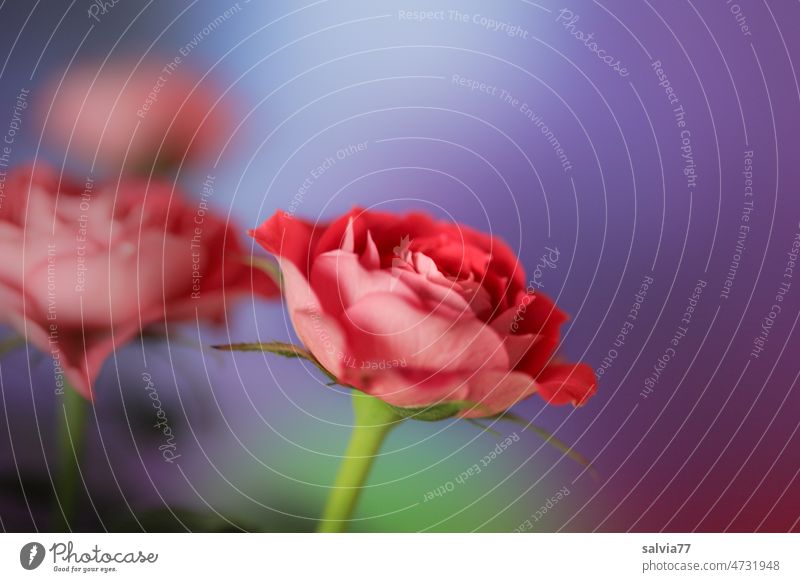 Color Contest | Rose Scent red roses Fragrance Flower Blossom pretty Blossoming Decoration Beauty & Beauty Plant purple Red Nature valentine romantic background