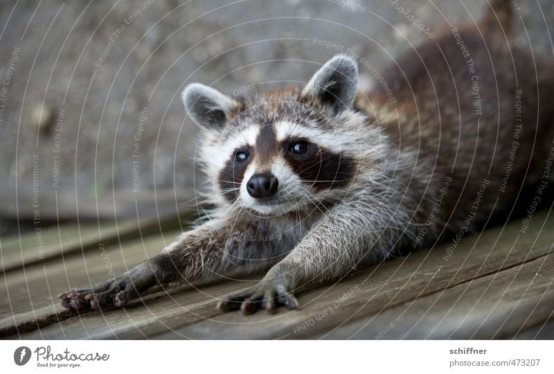 Haste nail polish? Animal Wild animal Animal face Pelt Claw Paw 1 Looking Cute Beautiful Raccoon Looking into the camera Stretching Outstretched Ear