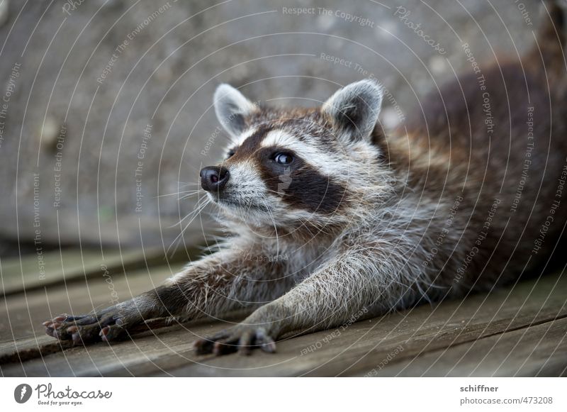 Animal! No! Not the bathtub! Wild animal Animal face Pelt Claw Paw 1 Swimming & Bathing Raccoon Exterior shot Deserted
