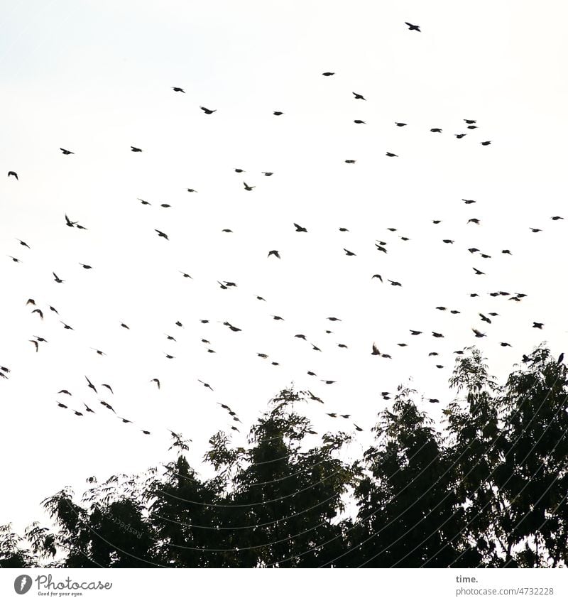 Feathered cattle | Group tour birds Flock of birds Flying Sky trees Group of animals Silhouette flight