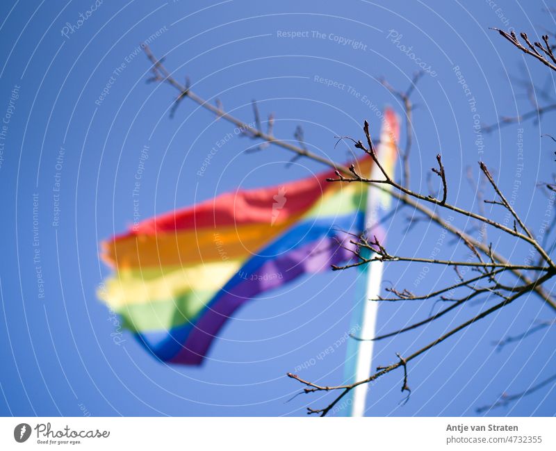 Spring branch in front of rainbow flag against blue sky spring branch Rainbow flag Blue sky variegated Sky blue Cloudless sky Freedom