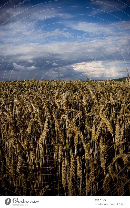 Grain with sky Cornfield Wheat Clouds eras Sky heaven blue