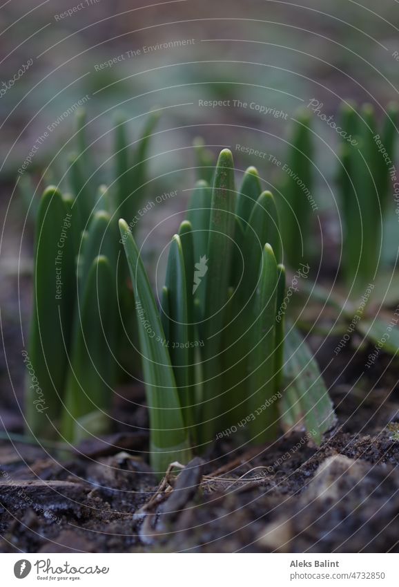 Daffodils before flowering Narcissus Spring Flowering Plant Green Colour photo Garden Exterior shot Shallow depth of field Spring flower Nature