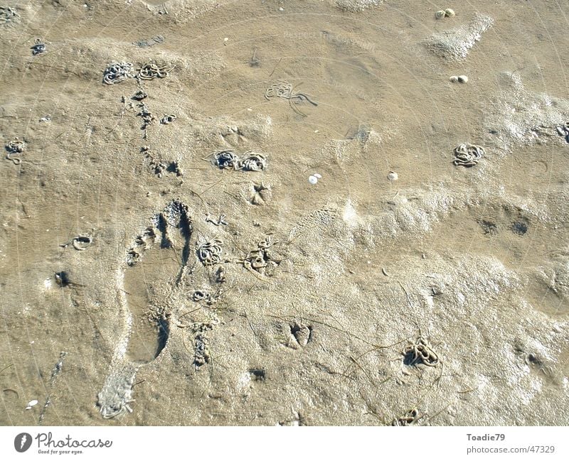 Wadden Sea off Sylt Footprint Ocean Europe Vacation & Travel Walk along the tideland Lugworms Exterior shot Feet Tracks Mud flats Sand Germany North Sea Freedom
