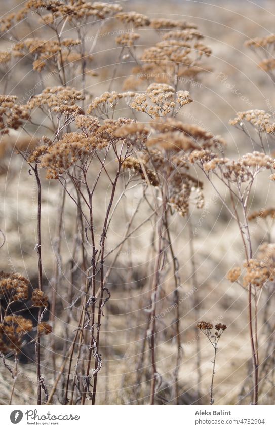 Withered and dried yarrow Yarrow Dried Shriveled Dry Transience Faded Limp Colour photo Brown Nature Deserted Change Exterior shot Garden Decline spring Field