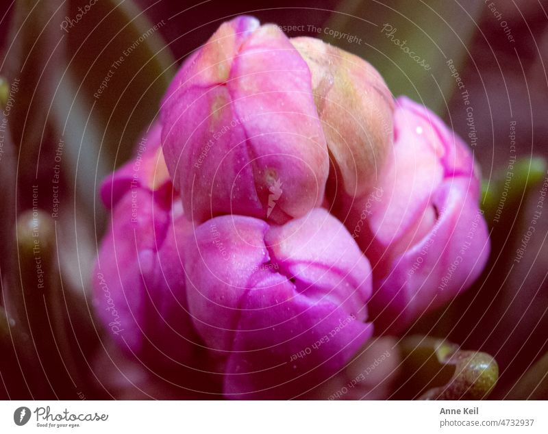 Hyacinth bud pink from above macro Hyacinthus Macro (Extreme close-up) Nature Colour photo Plant Spring Detail Flower