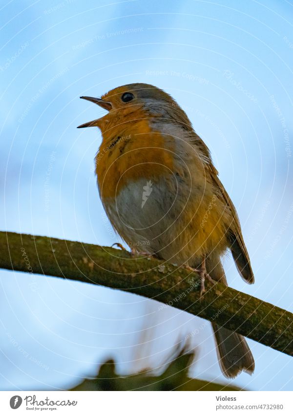 Robin sings Bird Robin redbreast Animal Nature Colour photo Close-up hum Song Full-length Animal portrait Communicate Illuminate Happiness Chirping Sky