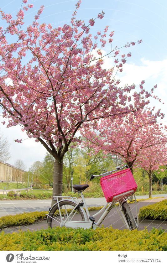 Spring - under pink flowering trees stands white bicycle with pink basket Tree blossom Ornamental cherry Pink Park Bicycle bicycle basket spring mood off Street