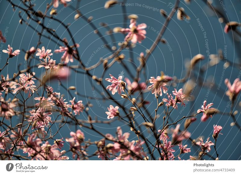 Magnolia tree with many pink flowers Magnolia plants Magnolia blossom Blossom Tree Spring Nature Pink Plant Blossoming Exterior shot Colour photo pretty