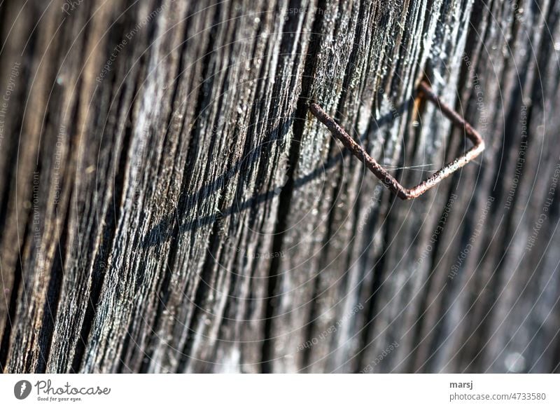 Rusty staple in weathered wood. With shadow and spider thread. Staple Paper clip Patina Weathered Crack & Rip & Tear Old Wood Structures and shapes