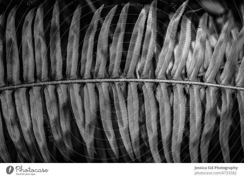 Beautiful Silver toned fern leaves in black and white Fern silvery Nature Leaf