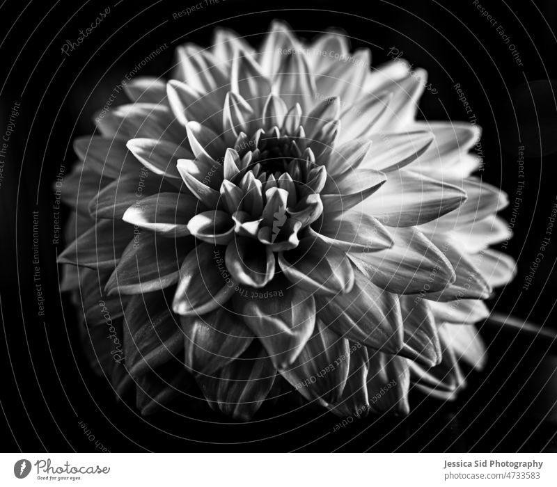 Black and white Dahlia flower Flower black and white artistic background
