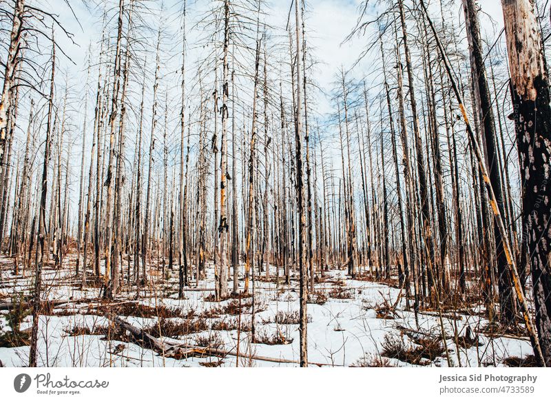 Birch trees in snowy landscape Landscape Nature Trees