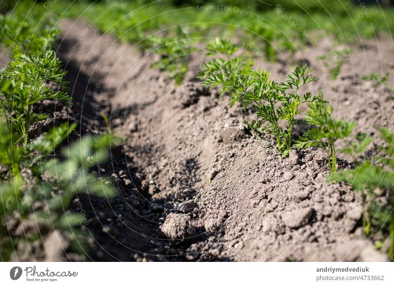 young green leaves of growing carrot. Carrots growing in the beds in the farmers field, carrots sticking out above the ground, vegetables planted in rows. Organic agriculture, farming concept
