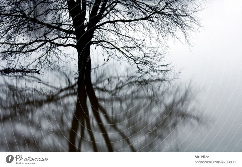 confuse Reflection Shadow Abstract Experimental Illusion River bank Flood Tree Surrealism Twigs and branches Mysterious Mystic Shroud of fog Fog Silhouette