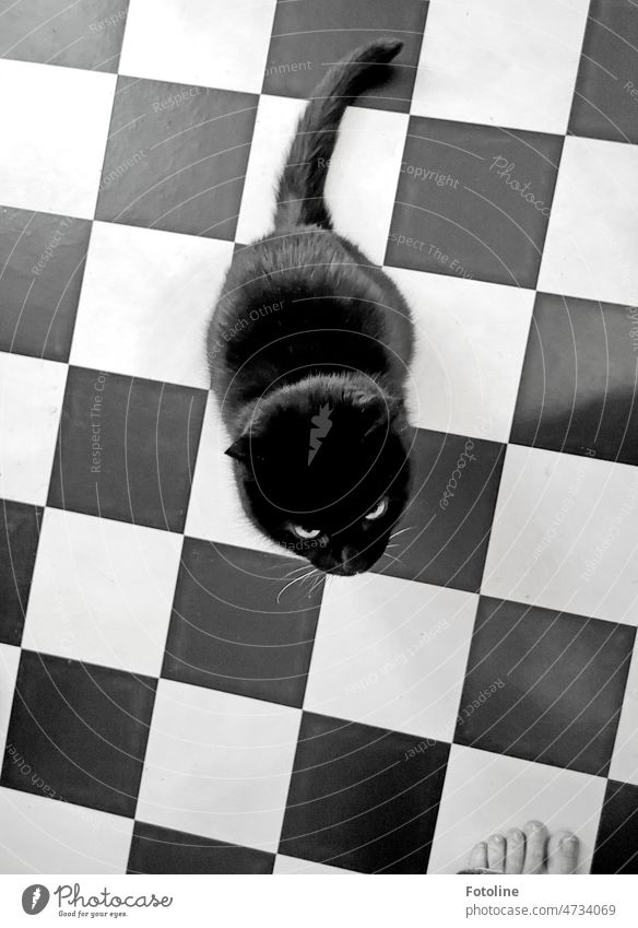 Checkerboard Cat II - Black cat on black / white kitchen floor looks up, curious about which man is standing there in front of her. A small piece of foot is for the viewer still on it.