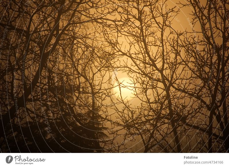 Behind a tangle of branches and twigs, the sun rises in the mist. Sun Sunrise Morning Dawn Sky Sunlight Beautiful weather Light Back-light Colour photo