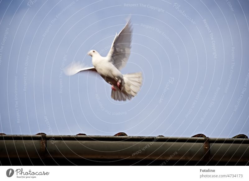 Little white dove of peace, fly over the country! She just took off from the rain rider of the roof, but I still caught her. Pigeon Dove of peace Peace White