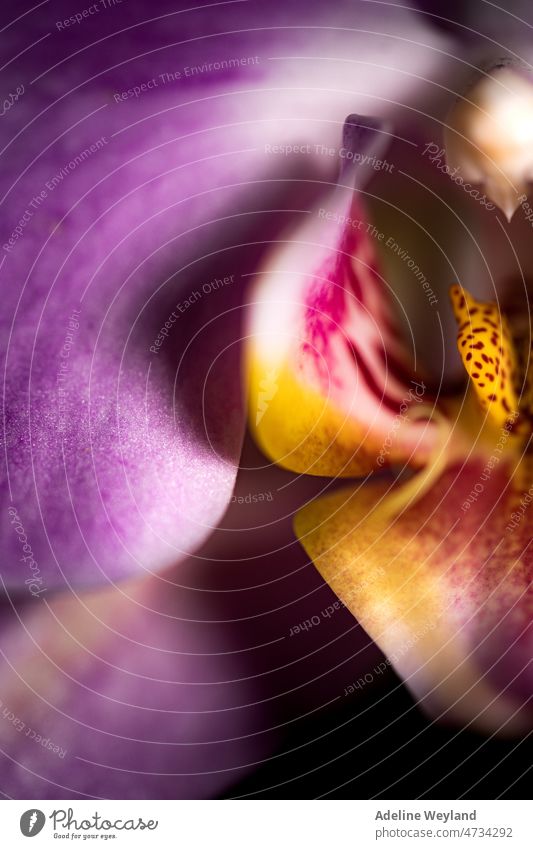 Purple orchid close-up macro flower single beautiful desire