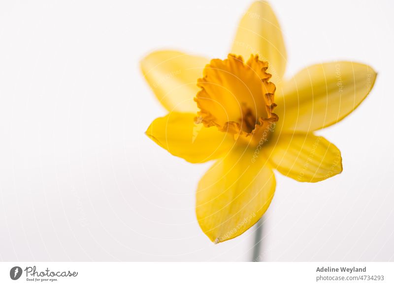 Yellow daffodil flower on white background Daffodil easter spring yellow bloom happy new beginning single flower stem