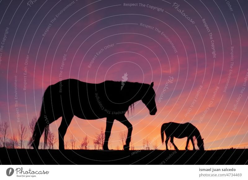 horses in the meadow with a beautiful sunset background silhouette sunlight animal animal themes animal in the wild animal wildlife nature cute beauty elegant