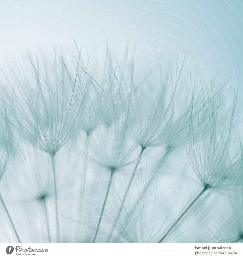 romantic dandelion flower seed in springtime plant white floral garden nature natural beautiful decorative decoration abstract textured soft softness background