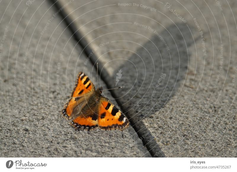 Little fox on stone Butterfly Small tortoiseshell butterflies Insect Grand piano Nature Noble butterfly naturally daylight natural light butterfly wings
