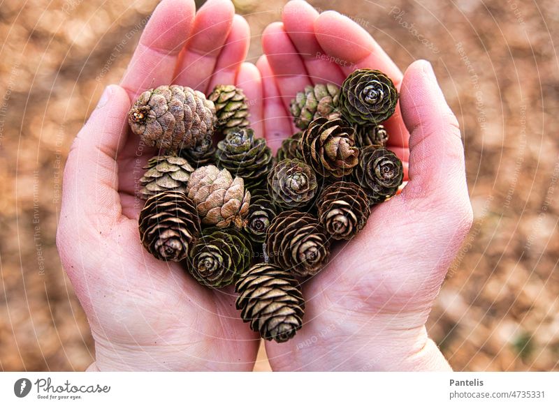 A heart from pine cones Fir cone Heart Love hold hands Forest forests Autumn Dry Wood Brown Stick blurred background close up Close-up Nature naturally Art