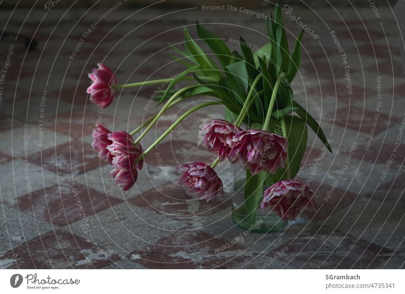 Soon to be faded tulip bouquet in vase on an old checkered concrete floor tulips Red Spring flower bouquet of tulips Old fashioned Faded Flower Colour photo