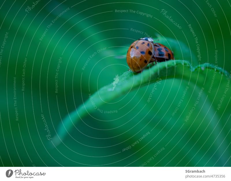 Pair of ladybugs on green leaf Ladybird Love Display of affection Infatuation Emotions Relationship Colour photo green background Romance Together Happy