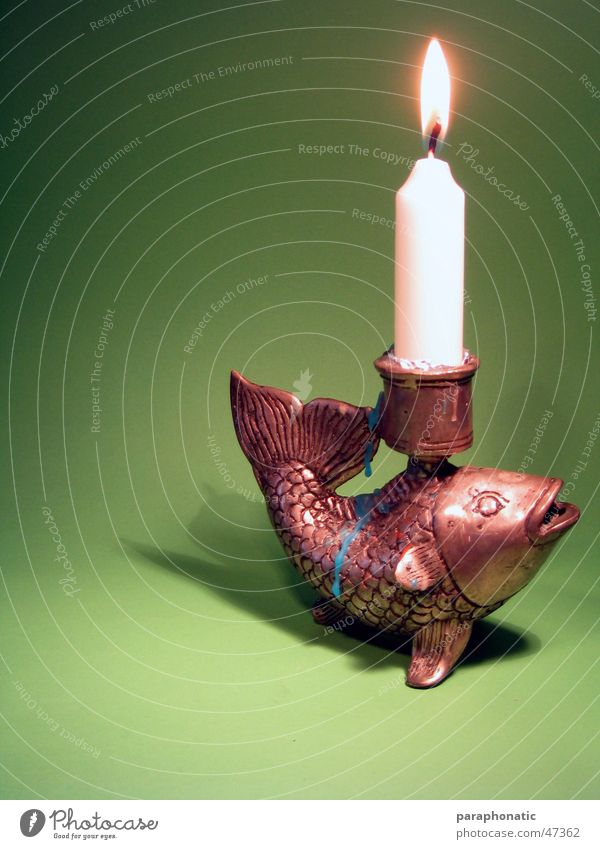 Fish Looking for Bicycle - The Candlelightdinner! Candle holder Wax Burn Drop Green Background picture Interior shot Photographic table Relaxation Dusk Banquet