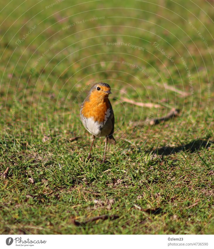 A robin looking over at me Bird Robin redbreast Nature Love of nature city park Exterior shot Colour photo Deserted Animal portrait Environment Small Cute
