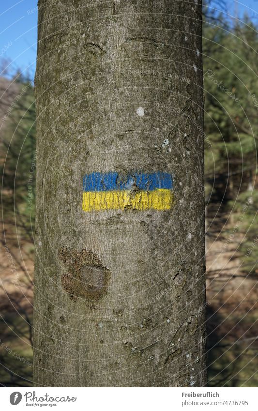 Blue yellow trail marker on a tree hiking sign Marking tree blue yellow Blue yellow hiking mark Hiking symbol Forest hiking sign