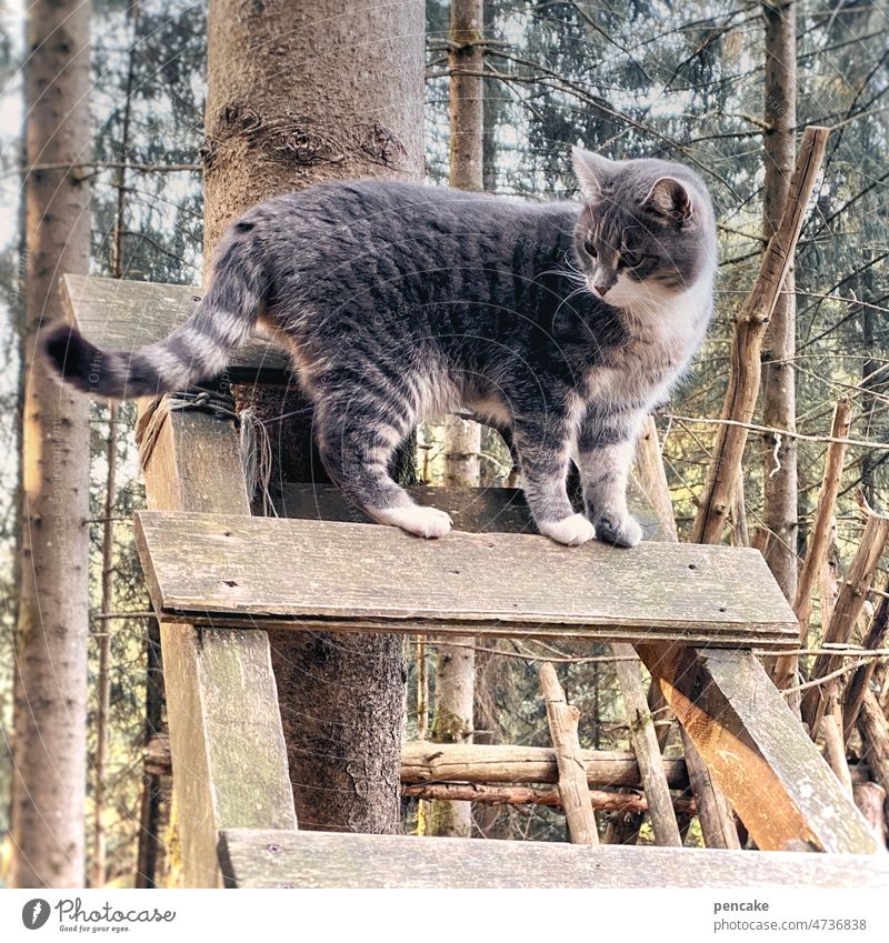 shareholder Cat Ladder Forest woodland playground Climbing Accompany Support Company Animal Tree Hiking Friendship