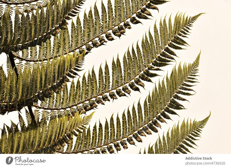 Gentle fern leaves against white background alsophila dealbata leaf plant tropical nature exotic lush foliage tree botanic garden fresh pattern environment
