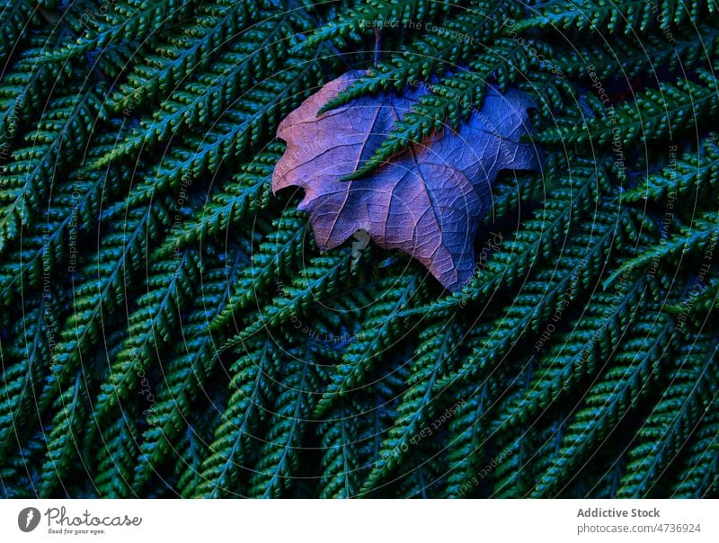 Autumn leaf on lush green plant in forest maple fern nature background foliage branch tree texture flora abstract environment surface season pattern dry autumn