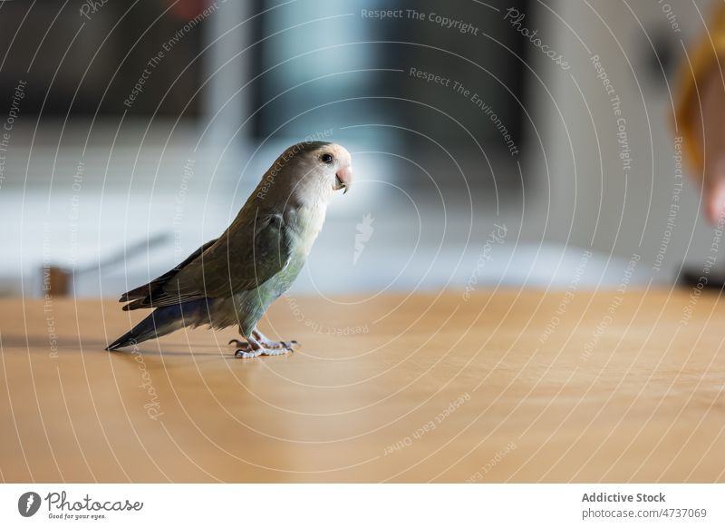 Cute parrot standing on laminate floor in daylight agapornis canus grey headed lovebird ornithology creature attentive pet avian adorable fauna interest plumage