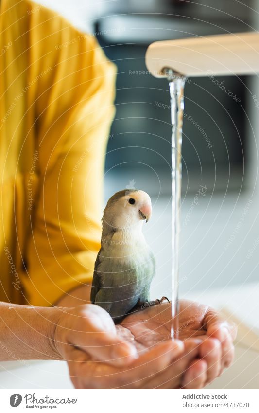 Crop woman with cute parrot washing hands grey headed lovebird agapornis canus wash hand pet owner tap animal ornithology daylight female middle age mature care