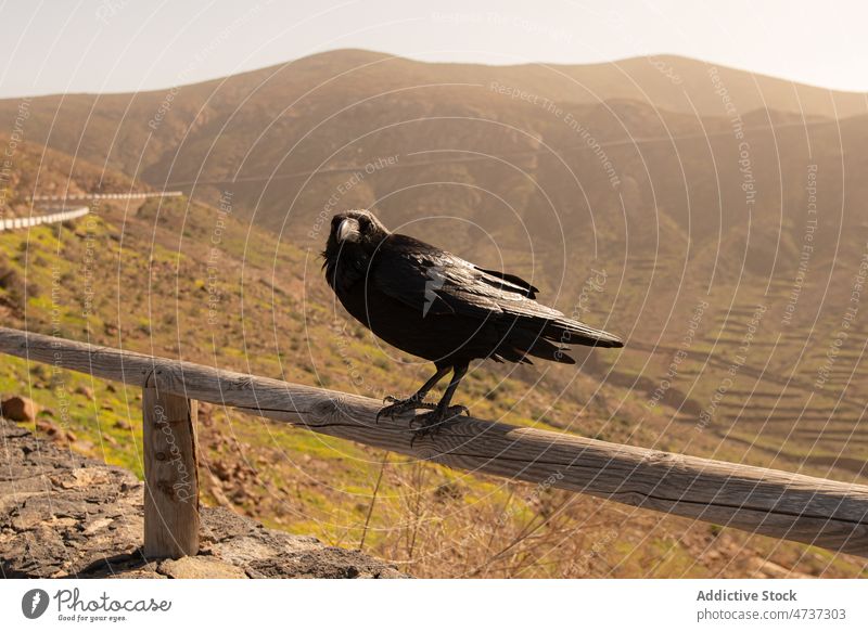 Black raven sitting on fence in hilly valley bird nature wild environment crow creature wildlife animal habitat feather zoology fauna scenery wooden avian