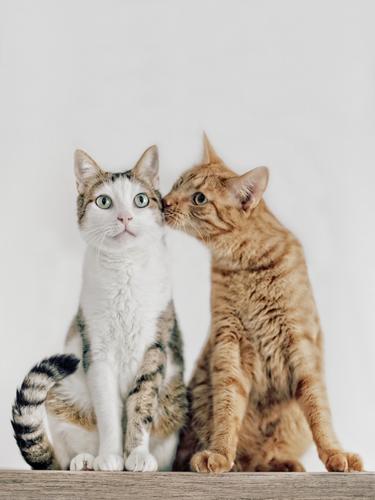 Cats couple falling in love. two cat sitting kissing friendship two animals love - emotion togetherness copy space charming kitten pet cute domestic feline