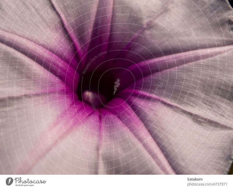The delicate and weak petals of the morning glory flower purple plant background closeup nature natural pink floral bloom bright fresh wildflower blooming
