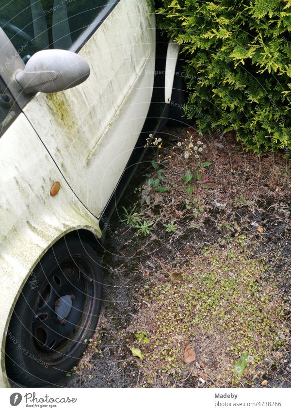 Old neglected German small car in rain in front of a hedge on the sidewalk in the old town of Oerlinghausen near Bielefeld on the Hermannsweg in the Teutoburg Forest in East Westphalia Lippe