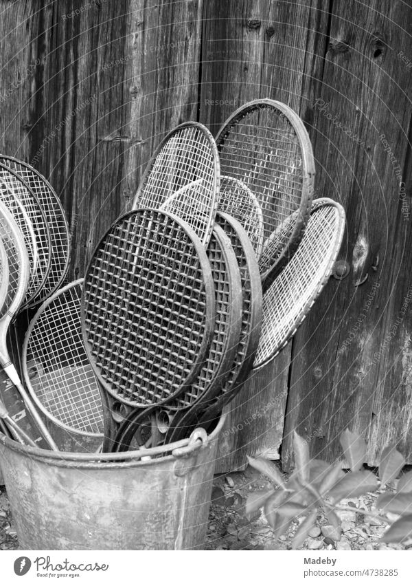Rackets made of wood and plastic for badminton and badminton in an old tin bucket in front of a barn on a farm in Rudersau near Rottenbuch in the district of Weilheim-Schongau in Upper Bavaria, photographed in classic black and white
