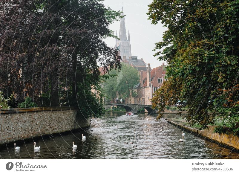 Bruges canal with white swans between old trees with Church of Our Lady in the background. Brugge, Belgium Bejinhof birds boat bridge city cityscape landmark