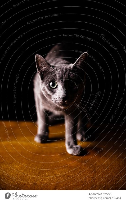 Cute purebred cat standing on floor against black background russian blue animal pet curious feline mammal gaze portrait adorable friendly kitty sweet stare