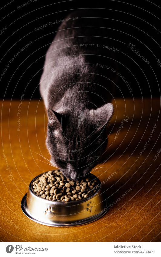 Cute hungry Russian Blue Cat eating food from bowl cat russian blue pet animal purebred adorable cute feline kitty fur muzzle whisker feed meal yummy metal