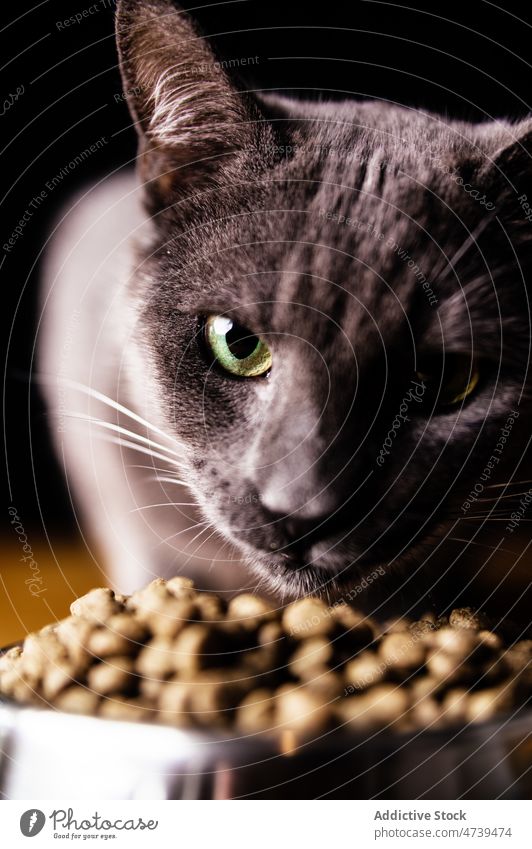 Adorable hungry cat standing near bowl of food russian blue attentive animal pet feline curious creature kitty interest gaze purebred attention adorable cute