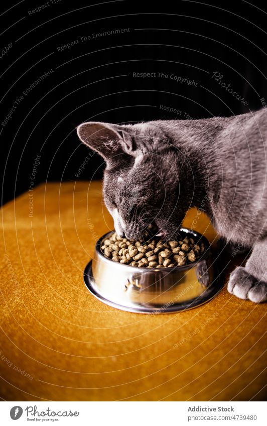 Cute hungry Russian Blue Cat eating food from bowl cat russian blue pet animal purebred adorable cute feline kitty fur muzzle whisker feed meal yummy metal