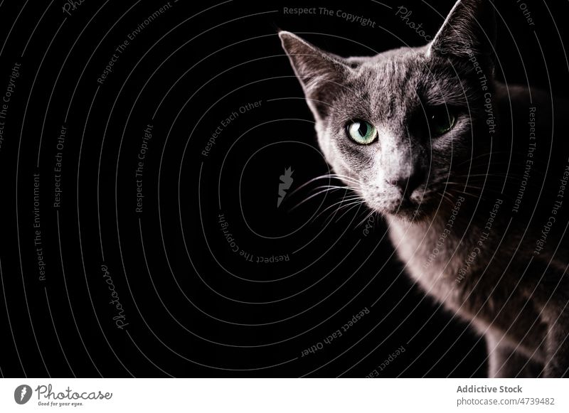 Curious purebred gray cat gazing at camera against black background russian blue animal pet muzzle creature curious portrait feline gaze attentive grace whisker